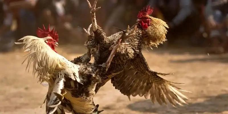 Đá Gà Cựa Sắt Bongvip